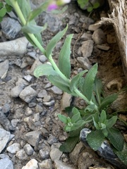 Boechera nevadensis