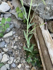 Boechera nevadensis