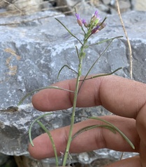 Boechera nevadensis