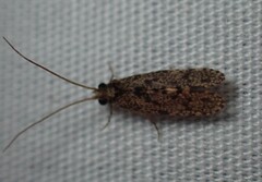 Ecnomidae