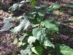 Populus heterophylla