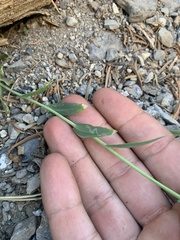 Boechera nevadensis