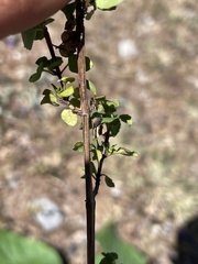 Clinopodium mexicanum