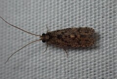 Ecnomidae