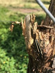 Sphaenothecus trilineatus