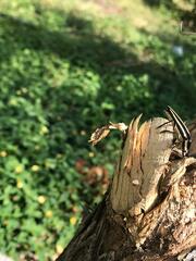 Sphaenothecus trilineatus