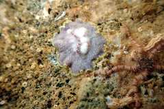 Ophiothrix caespitosa