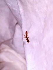 Pseudomyrmex simplex