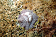 Ophiothrix caespitosa
