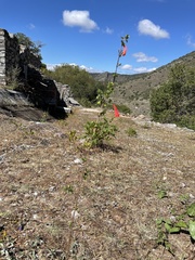Clinopodium mexicanum