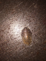Blaberidae