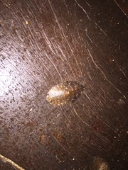 Blaberidae