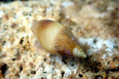 Mitrella pulla