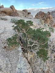 Peucephyllum schottii