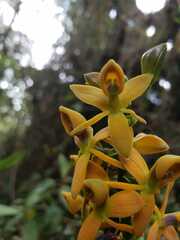 Epidendrum bangii