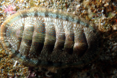 Ischnochiton smaragdinus