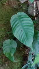 Tectaria polymorpha