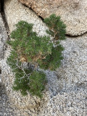 Peucephyllum schottii