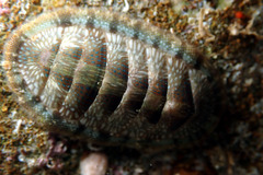 Ischnochiton smaragdinus