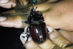 Strategus aloeus