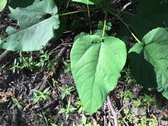 Populus heterophylla