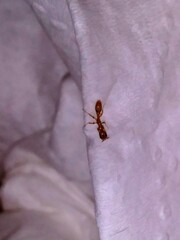 Pseudomyrmex simplex