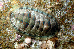 Ischnochiton smaragdinus