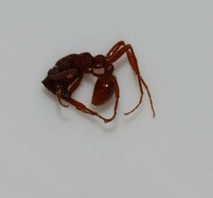 Neivamyrmex nigrescens