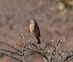 Emberiza impetuani