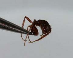 Neivamyrmex nigrescens