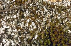 Cladonia symphycarpa