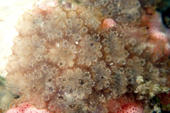 Distaplia