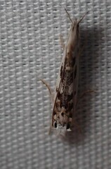 Erechthias mystacinella