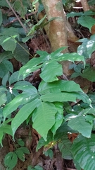 Tectaria polymorpha