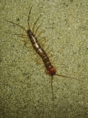 Lithobius variegatus rubriceps
