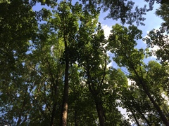 Populus heterophylla