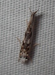 Erechthias mystacinella