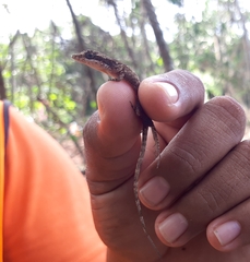 Anolis rodriguezii
