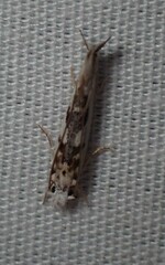 Erechthias mystacinella