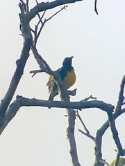 Cyanicterus cyanicterus