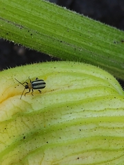 Acalymma trivittatum