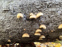 Crepidotus crocophyllus