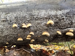 Crepidotus crocophyllus