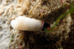 Eutriphora armillata