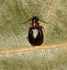 Lebia