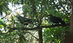 Corvus coronoides