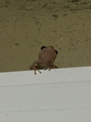 Eleutherodactylus coqui