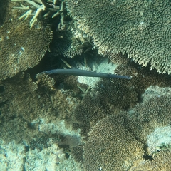 Aulostomus chinensis