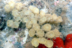 Fasciolariidae