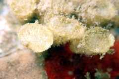 Fasciolariidae